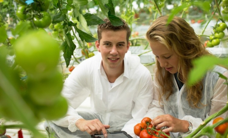 Twee studenten in een kas met tomaten