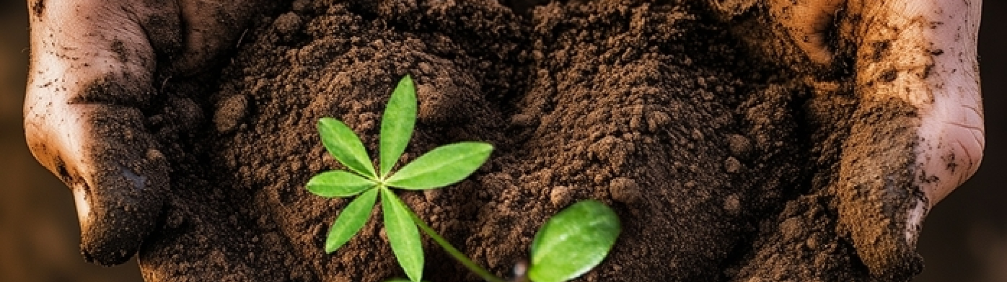 Closeup van een hand vol aarde en een klein plaantje