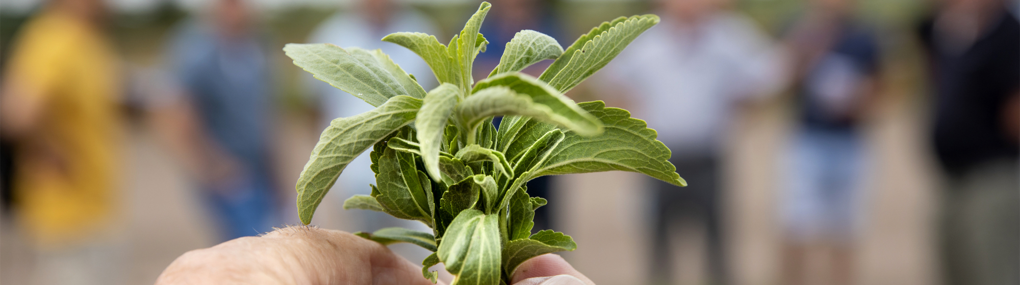 Closeup van hand met plantje