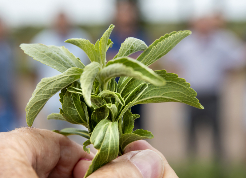 Closeup van hand met plantje