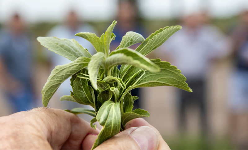 Closeup van hand met plantje