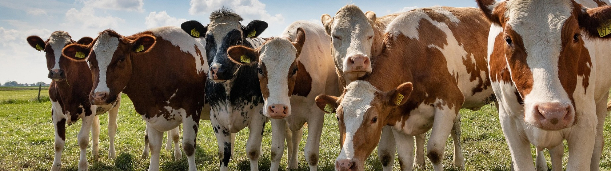 Zeven koeien naast elkaar in de wein op een zonnige dag met wolken