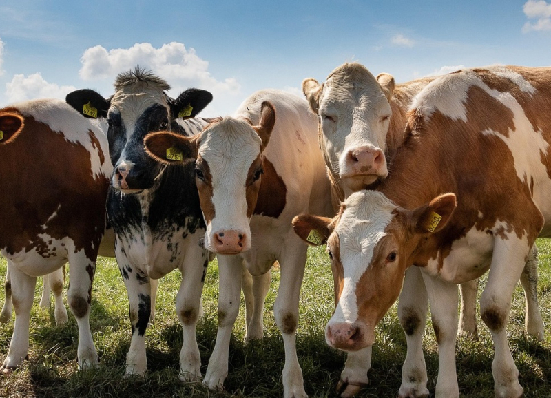 Zeven koeien naast elkaar in de wein op een zonnige dag met wolken