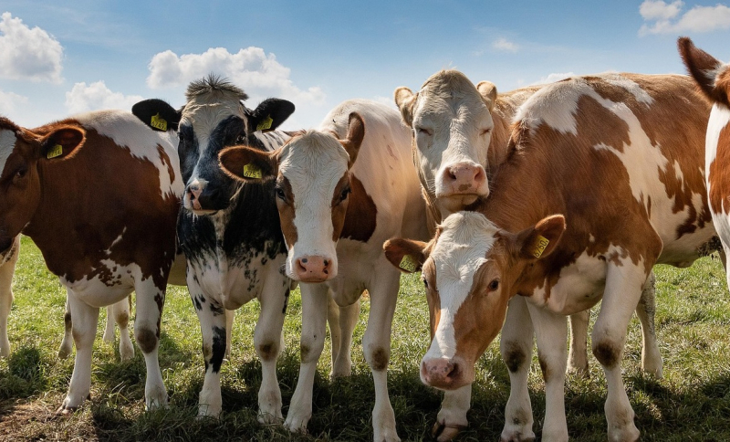 Zeven koeien naast elkaar in de wein op een zonnige dag met wolken