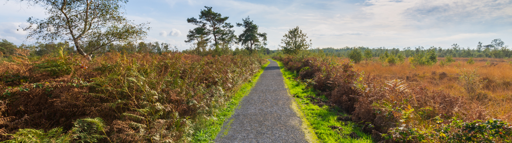 Grindpad door natuurgebied De Peel, omringd door struiken en bomen onder een blauwe lucht.