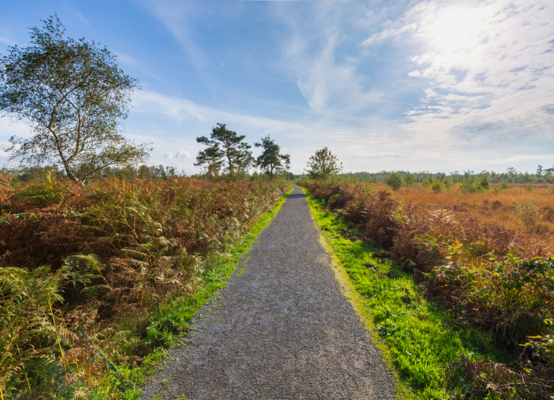 Grindpad door natuurgebied De Peel, omringd door struiken en bomen onder een blauwe lucht.