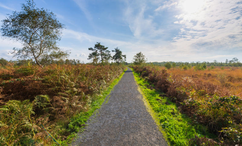 Grindpad door natuurgebied De Peel, omringd door struiken en bomen onder een blauwe lucht.