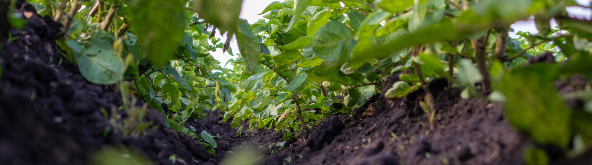 Close-up van rij gewassen op vruchtbare landbouwgrond met focus op bodemkwaliteit en waterbeheer.