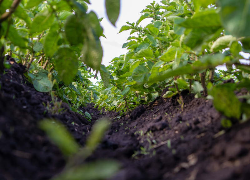 Close-up van rij gewassen op vruchtbare landbouwgrond met focus op bodemkwaliteit en waterbeheer.