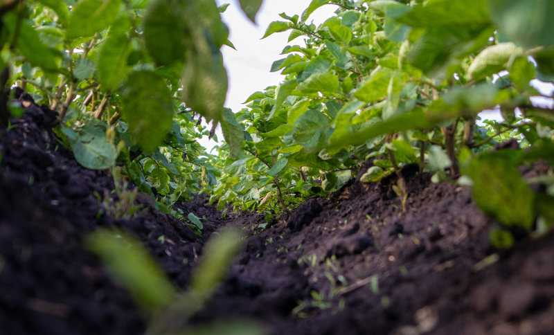 Close-up van rij gewassen op vruchtbare landbouwgrond met focus op bodemkwaliteit en waterbeheer.